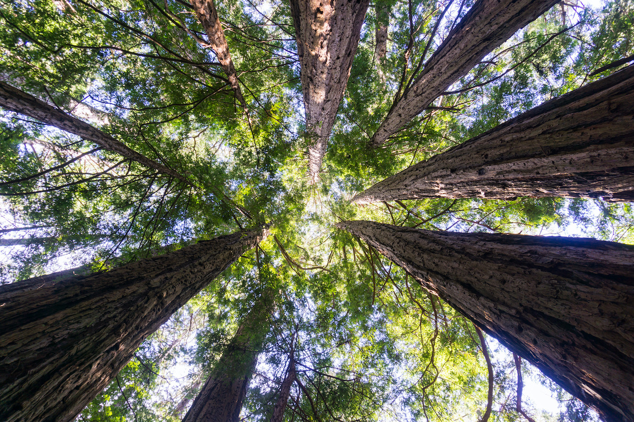 Photo of a New Zealand Forest